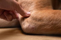 Un homme touche le coude d'un chien couché sur le sol