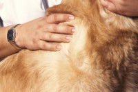 Un gros chien avec la peau grasse