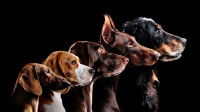 L'évolution du cerveau du chien