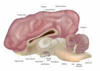Schéma du cerveau d'un chien