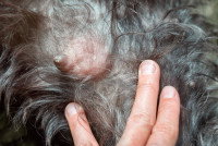 Une mamelle de chien avec une infection