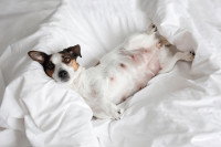 Un Jack Russell allongé sur le dos sur un lit