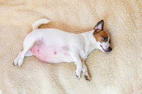 Une chienne Jack Russell allongée sur un plaid