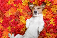 Un chien sur un lit de feuilles d'automne