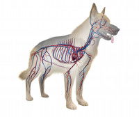 Les vaisseaux sanguins du chien