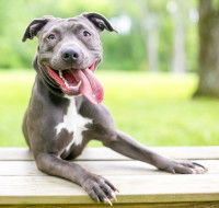 La fréquence respiratoire du chien