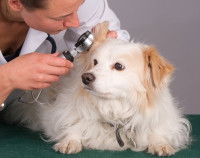 L'oreille interne du chien