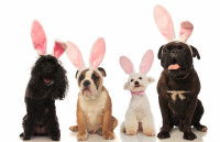 Les formes d'oreilles du chien