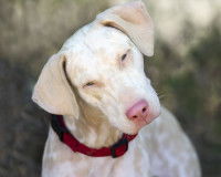 Un Dobermann albinos