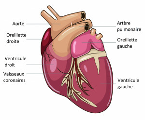 Coeur : anatomie normale