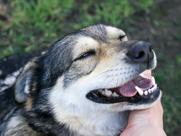 Les Yeux Du Chien Morphologie Des Chiens
