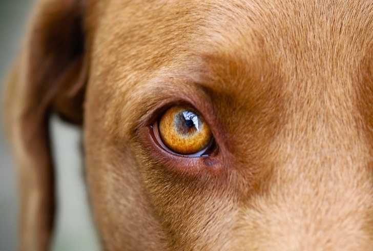 Les Yeux Du Chien Morphologie Des Chiens