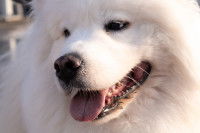 Un gros chien tout blanc, ressemblant à une peluche