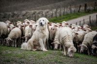 Un chien de berger blanc au milieu d'un troupeau de moutons