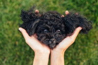 Un petit chien frisé avec son maître
