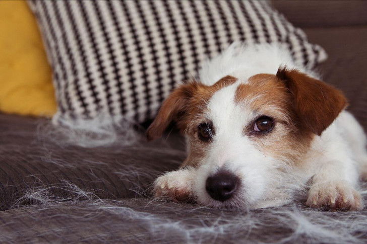 Aucun chien n'est 100% hypoallergénique