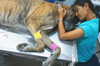 La santé des chiens très lourds