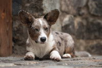 Un Corgi Cardigan merle allongé dans la rue