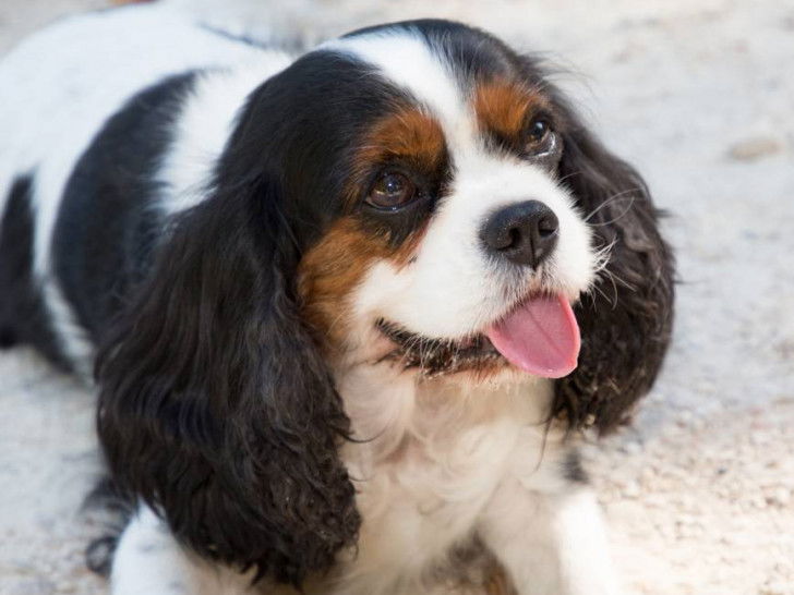 Un chiot Cavalier King Charles trop mignon allongé sur le sol