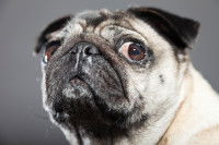 Gros plan sur la tête d'un Carlin