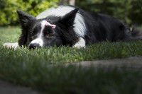 Un Border Collie triste allongé dans l'herbe