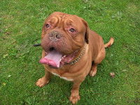 Un Dogue de Bordeaux assis dans l'herbe
