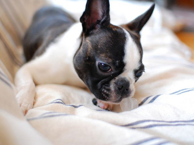 Le Boston Terrier