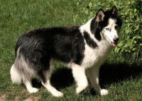 Un chien de type husky avec un pelage noir et blanc