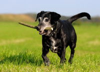 Un vieux chien noir tient un bâton dans la gueule