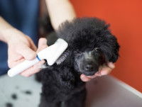 Une femme brosse un caniche noir