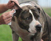 L’entretien des chiens aux oreilles pendantes