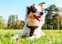 Un chien aux oreilles tombantes entend-il moins bien ?