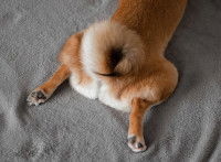 L'arrière-train et la queue en tire-bouchon d'un chien
