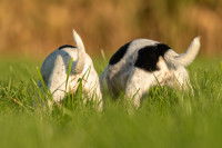 Deux chiens vus de dos reniflent dans l'herbe