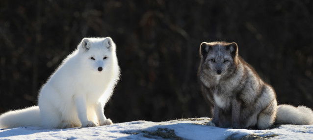Deux renards polaires, un gris et un blanc