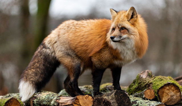 Un vieux renard roux, perché sur des morceaux de bois