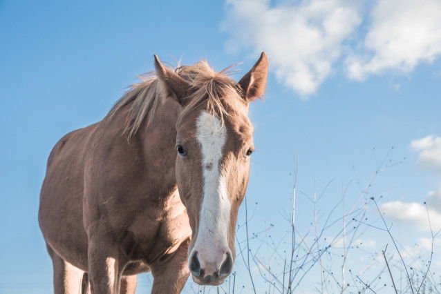 Un cheval, vu par un humain