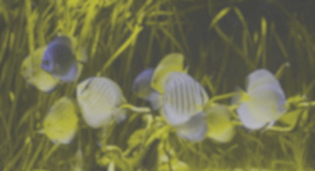 Un aquarium, vu par un chien