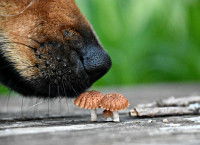 Nez de chien en train de renifler des petits champignons