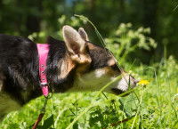 Chien avec un collier rose reniflant des herbes dans un jardin