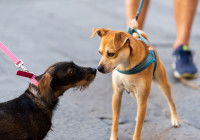 Deux chiens se rencontrent dans la rue et se reniflent le museau