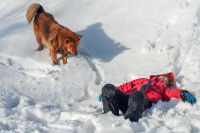 Un chien d'avalanche trouve une personne inconsciente dans la neige