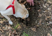 Un chien blanc creuse le sol à la recherche de truffes