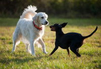 Rencontre amicale entre un chien noir et un chien blanc