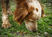 Un chien en train de suivre une piste dans un jardin