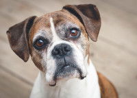 Un vieux chien Boxer avec des poils blancs sur le visage