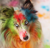 La couleur du pelage du chien