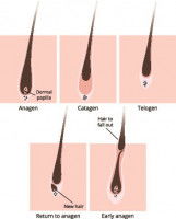 Phases de croissance du poil
