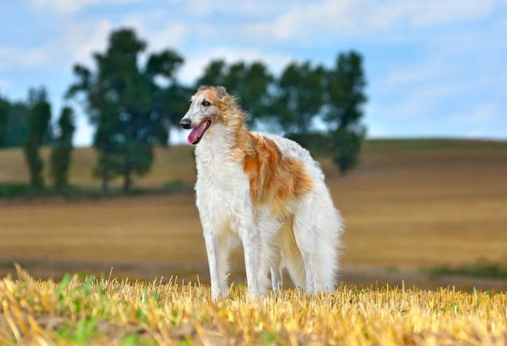 Un Barzoi au milieu d'un champ