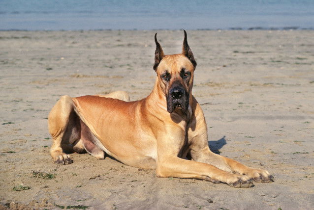 Un très grand chien allongé sur le sable